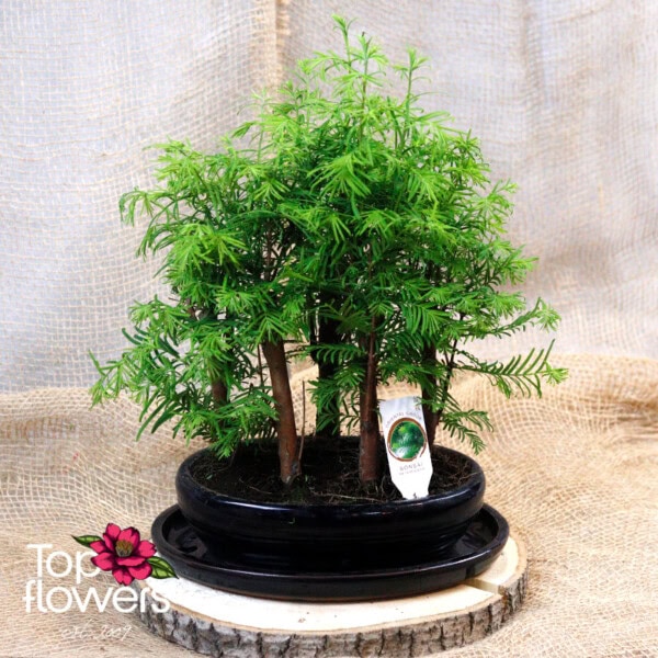 Бонсай | Метасеквоя (metasequoia middle)