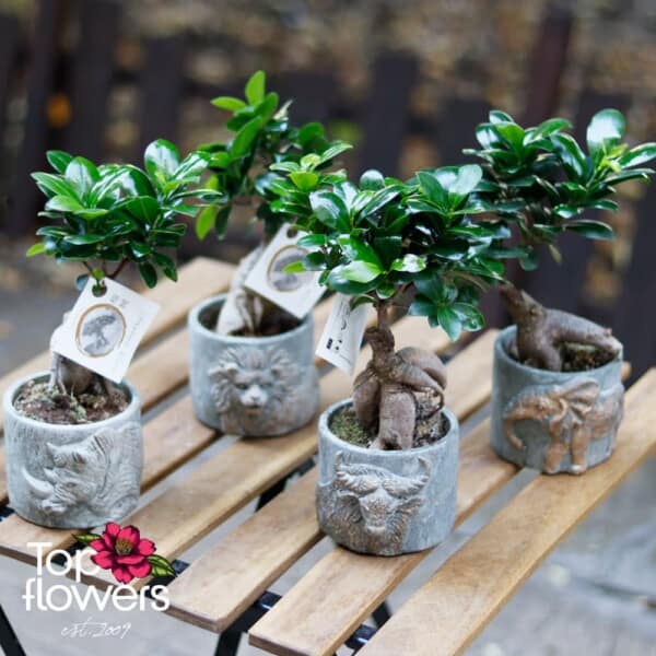 Бонсай | Женшен Малък (ficus ginseng gray)