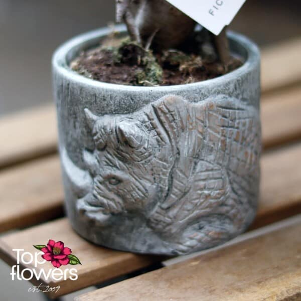 Бонсай | Женшен Малък (ficus ginseng gray)