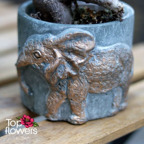 Бонсай | Женшен Малък (ficus ginseng gray)