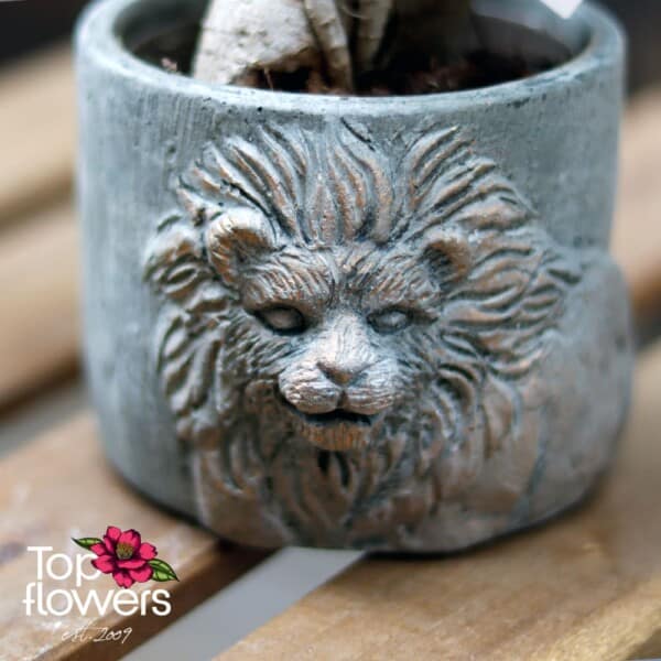 Бонсай | Женшен Малък (ficus ginseng gray)