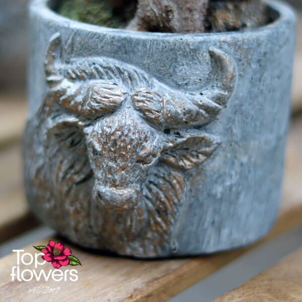 Бонсай | Женшен Малък (ficus ginseng gray)