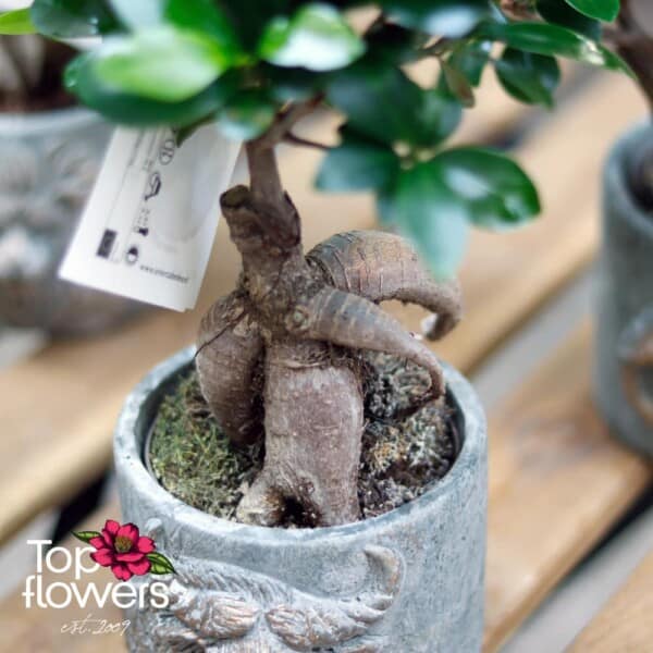 Бонсай | Женшен Малък (ficus ginseng gray)