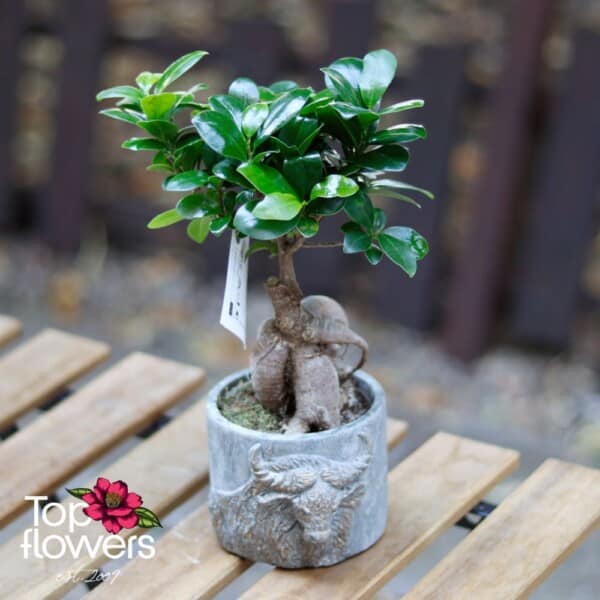 Бонсай | Женшен Малък (ficus ginseng gray)