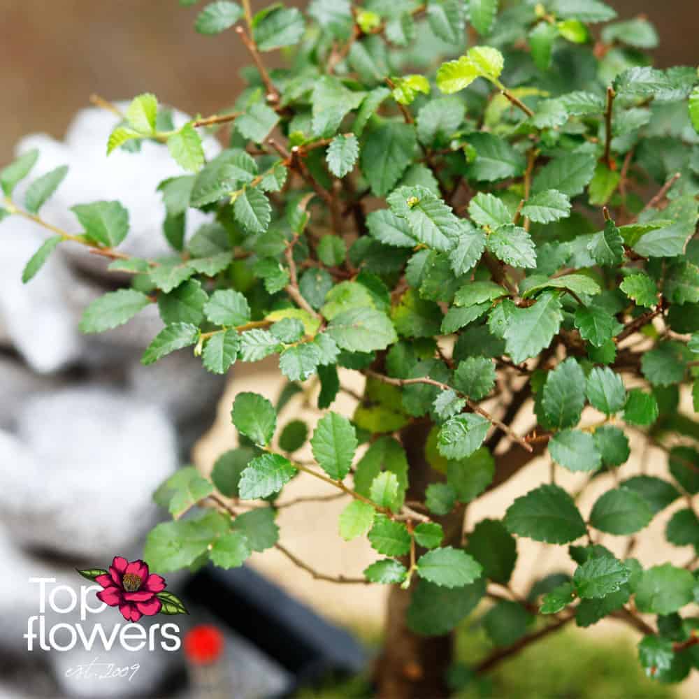 Bonsai | Zelkova (Zelkova) + Fountain