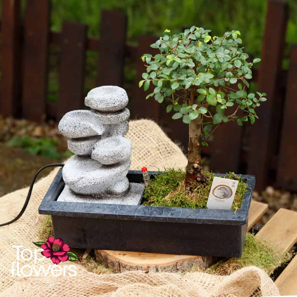 Bonsai | Zelkova (Zelkova) + Fountain