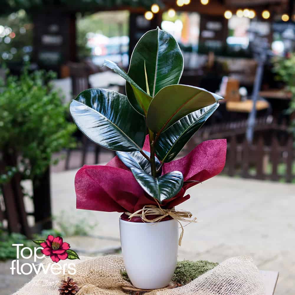 Ficus (Ficus elastica robusta)