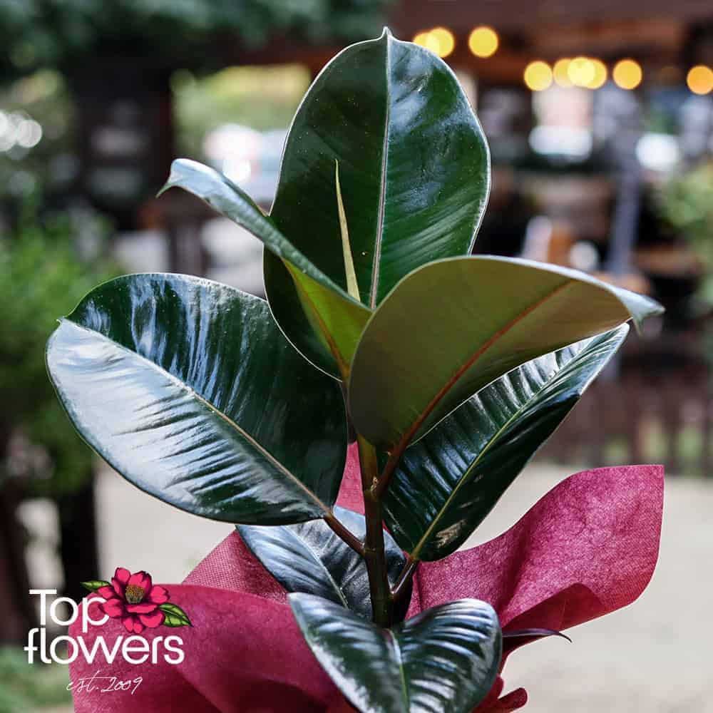 Ficus (Ficus elastica robusta)