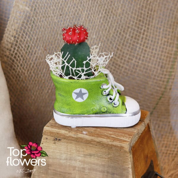 Cactus | Grafting - Image 3