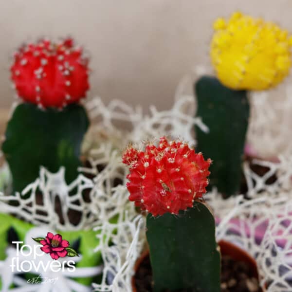 Cactus | Grafting