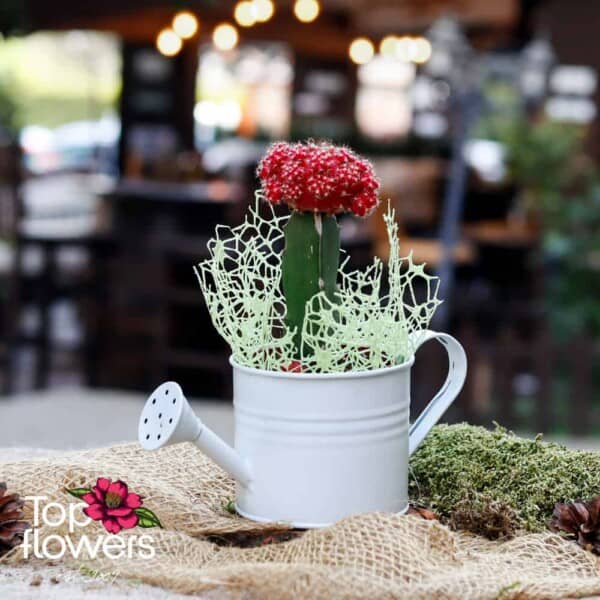 Cactus | Grafting