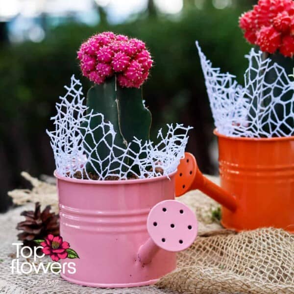 Cactus | Grafting