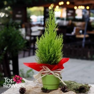 Cypress (Cupressus) | Small