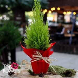 Cypress (Cupressus) | Small