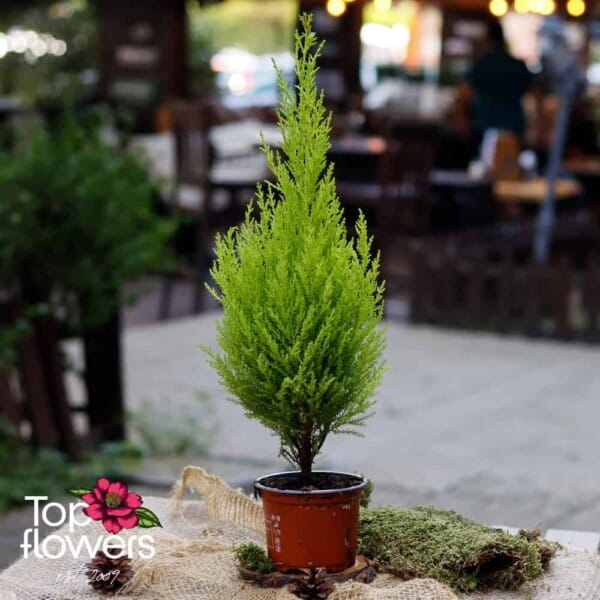 Кипарис (cupressus) | Малък