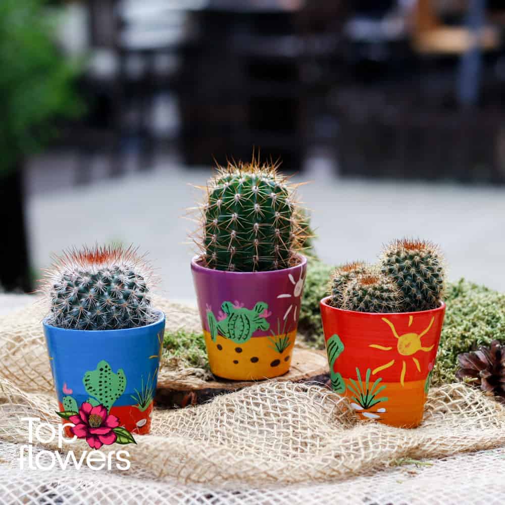 Cactus | Mini