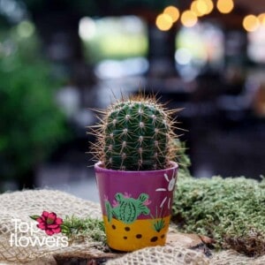 Cactus | Mini