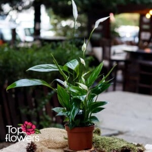 Спатифилум (spathiphyllum) | Малък