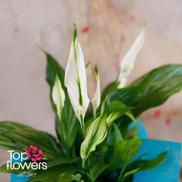 Spathiphyllum (Spathiphyllum) | Small