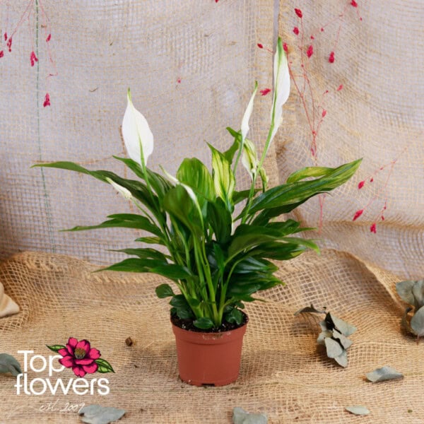 Spathiphyllum (Spathiphyllum) | Small