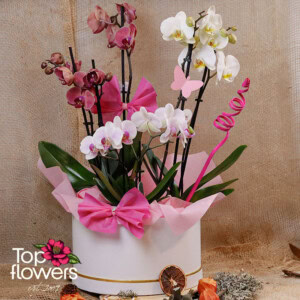 Бяла елеганция с орхидеи | Кошница с живи цветя