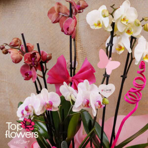 Бяла елеганция с орхидеи | Кошница с живи цветя