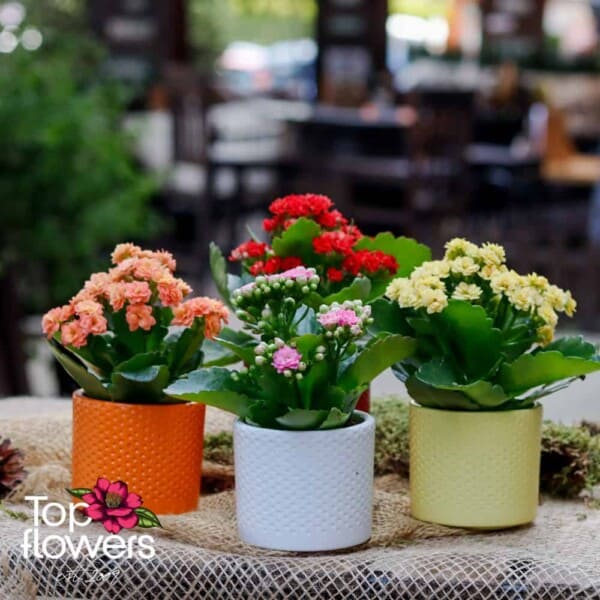 Каланхое (kalanchoe) | Мини