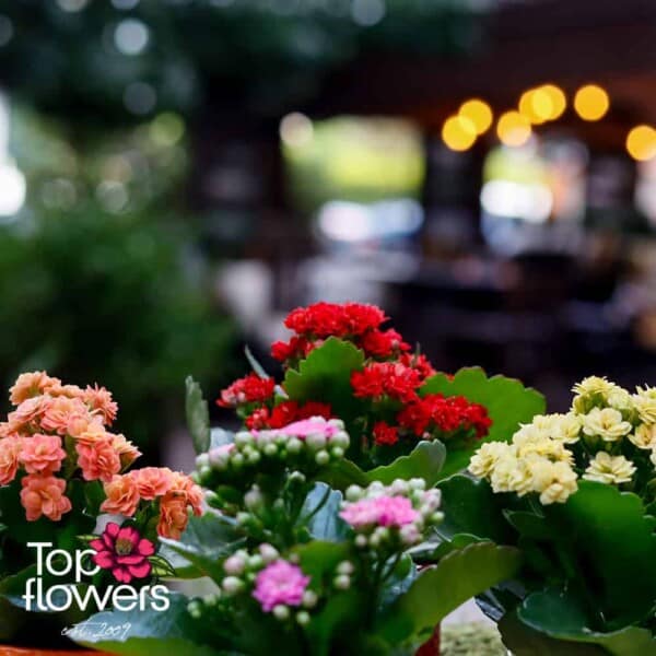 Каланхое (kalanchoe) | Мини