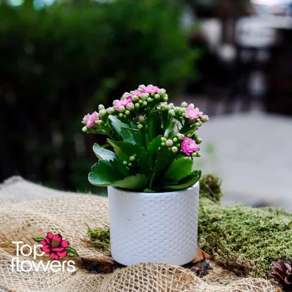 Каланхое (kalanchoe) | Мини