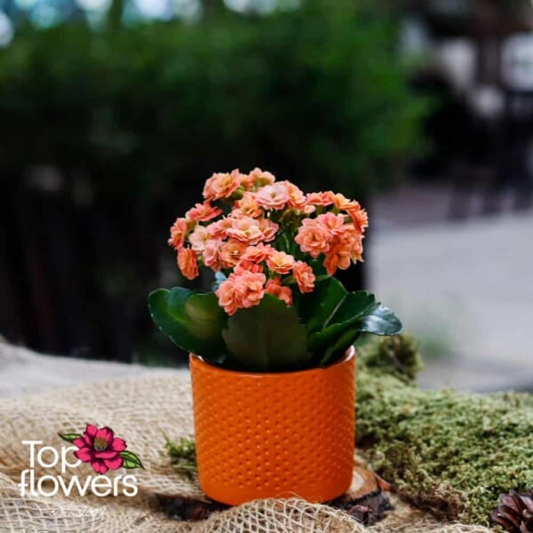 Каланхое (kalanchoe) | Мини
