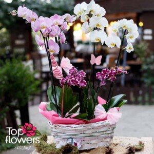 White Elegance with Orchids