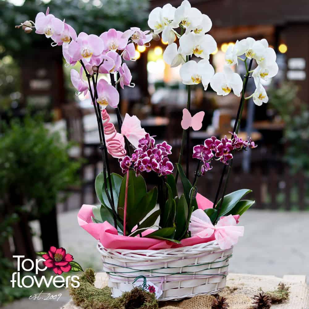 White Elegance with Orchids