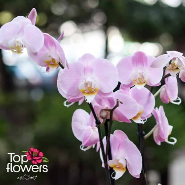 White Elegance with Orchids | Arrangement