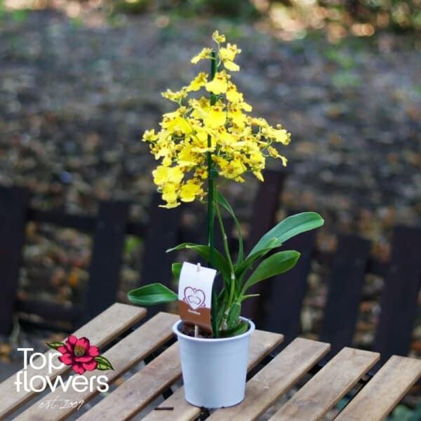Орхидея Онцидиум (orchidaceae oncidium)