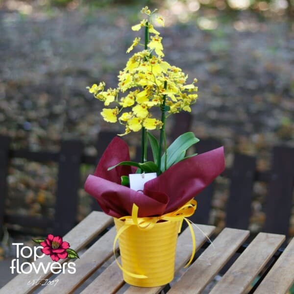 Орхидея Онцидиум (orchidaceae oncidium)