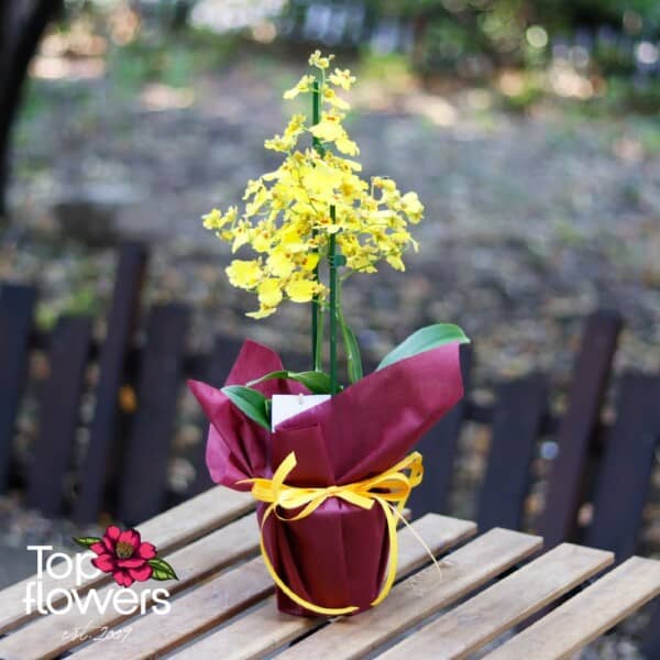 Орхидея Онцидиум (orchidaceae oncidium)