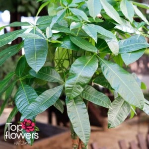 Pachyra XL  | The money tree (Pachira Aquatica)