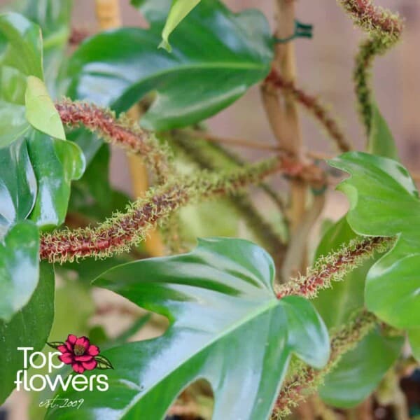 Филодендрон (philodendron)