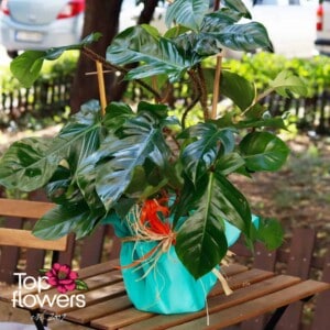 Philodendron (Philodendron) | Large