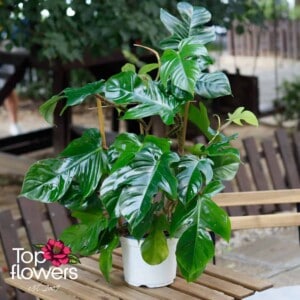 Philodendron (Philodendron) | Large