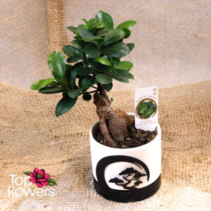 Бонсай | Женшен Малък (ficus ginseng gray) Бонсай | Женшен Малък (ficus ginseng gray)