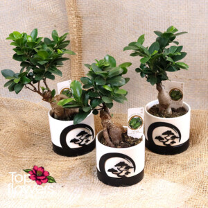 Бонсай | Женшен Малък (ficus ginseng gray)