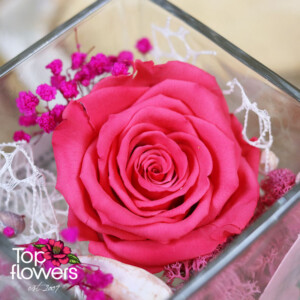 Елегантна цикламентена вечна роза в стъклен съд - стилен подарък с цветя