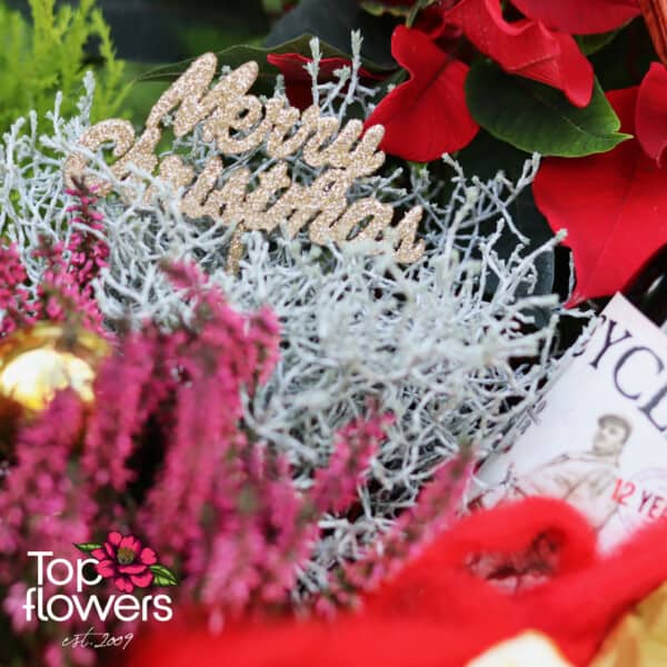Christmas basket with live plants and sweet delight | Cypress - Image 6