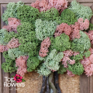 Art Installation | Spring Awakening Detail of a living moss art piece – spring-inspired decoration