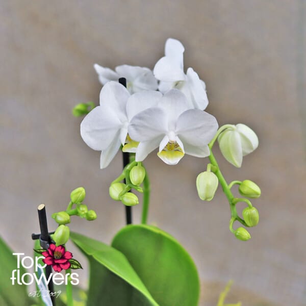 Orchid Phalaenopsis | Multiflora in a ceramic goose-shaped pot