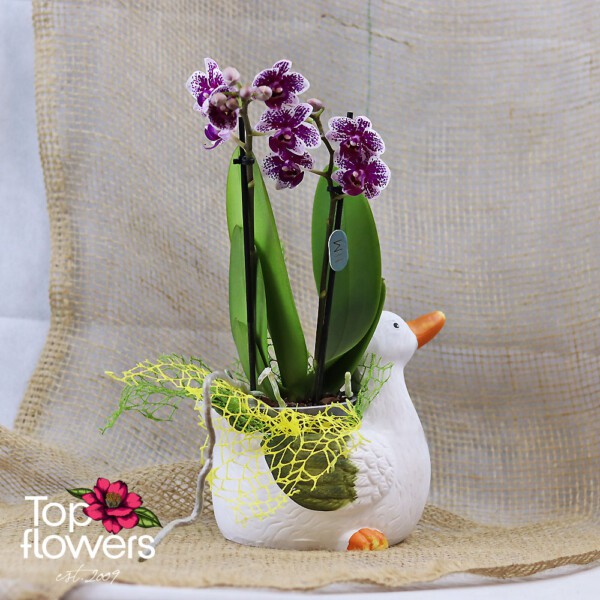 Orchid Phalaenopsis | Multiflora in a ceramic goose-shaped pot