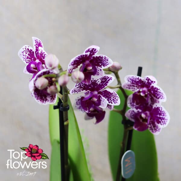 Орхидея Фаленопсис | Мултифлора в керамична гъска (orchid phalaenopsis multiflora)