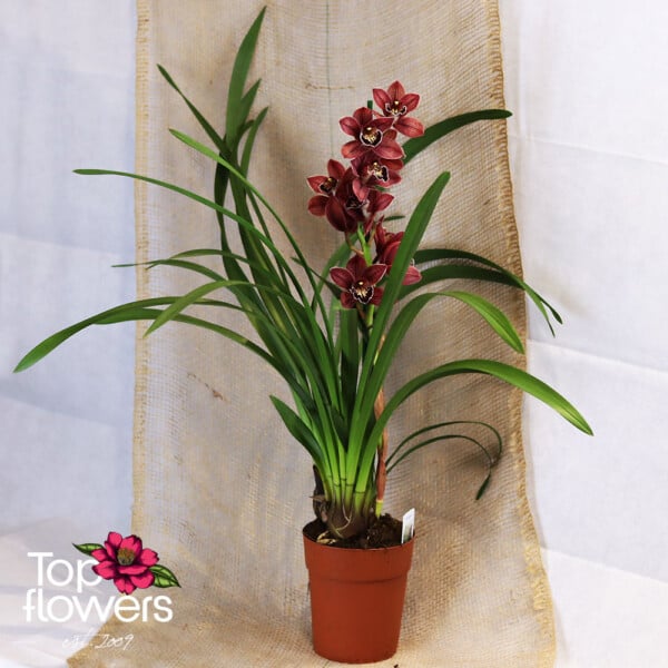Орхидея Цимбидиум (orchidaceae cymbidium)