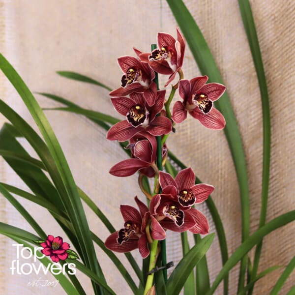 Орхидея Цимбидиум (orchidaceae cymbidium)